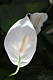 Thumb Spathiphyllum