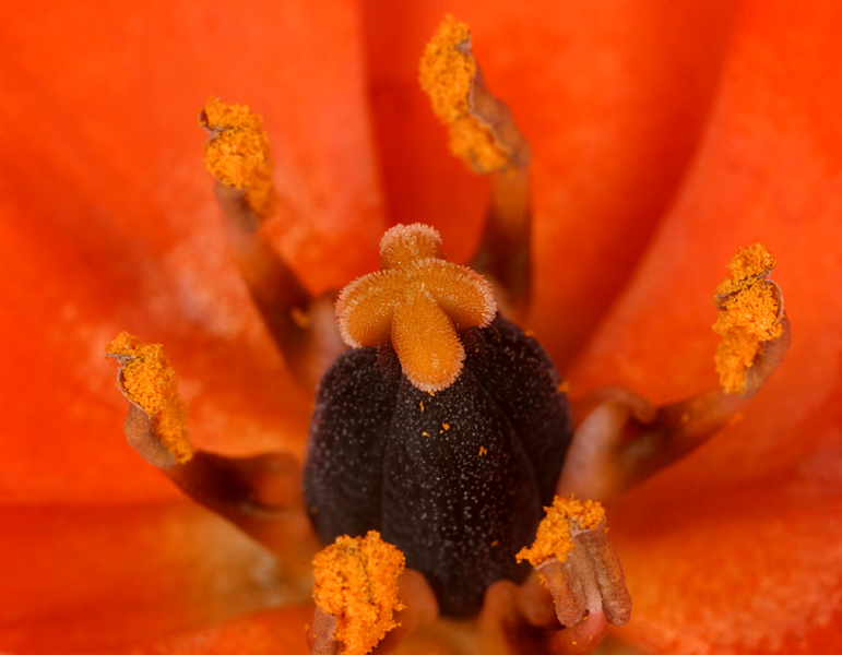 Milchstern - Ornithogalum Dubium