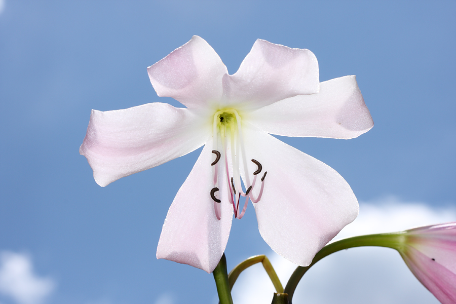 wei&szlig;e Bl&uuml;te